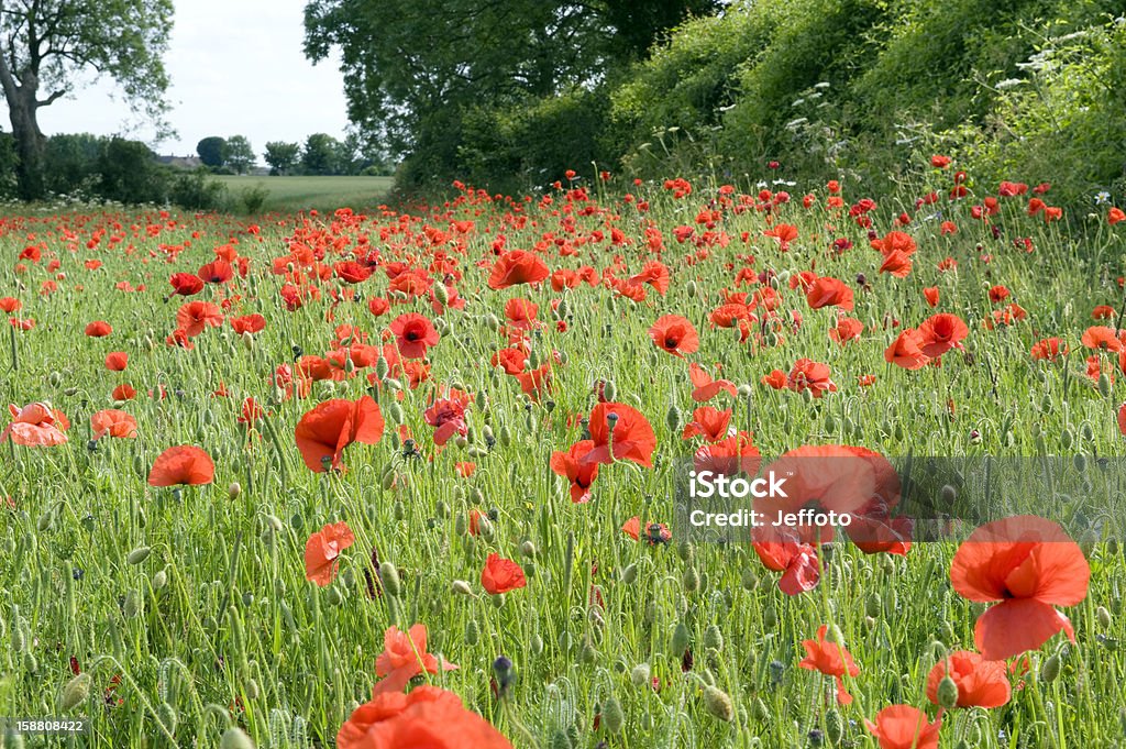 Campo vermelho poppies - Foto de stock de Beleza natural - Natureza royalty-free