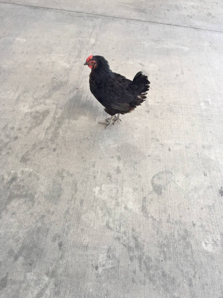 Chicken, Hen walking on concrete floor with copy space