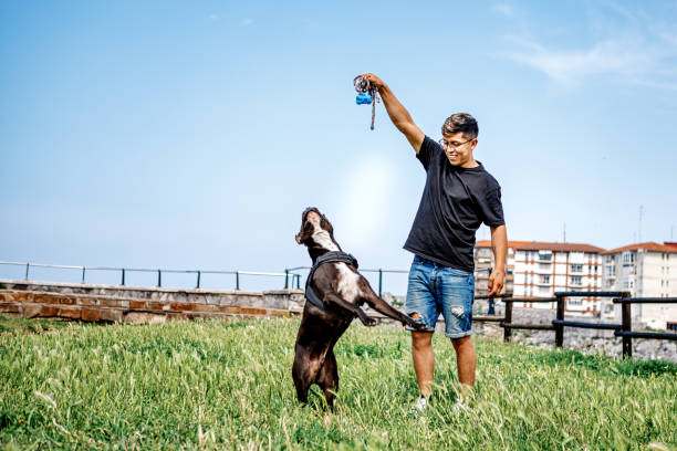 istock Young man training with american staffordshire terrier in nature 1588086561