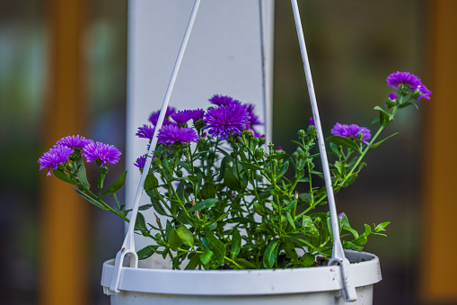 Close-up view of beautiful hanging basket with purple asters for outdoor decoration hanging from pole.