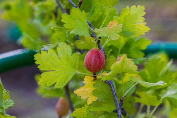 Close-up macro view of reg gooseberry on blurred background.