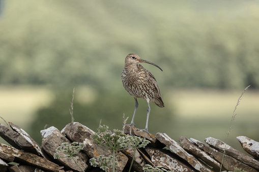 Curlew, close up of an adult curlew in the nesting season, stood on drystone walling and facing right.  Clean background.  Horizontal. Copy space.  Scientific name: Numenius arquata.
