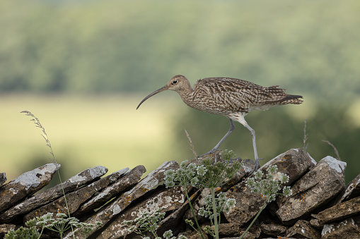 Curlew, Scientific name: Numenius arquata. Close up of an adult curlew walking across a drystone wall in Summer with grasses and cow parsley.  Facing left.  Clean background.  Horizontal. Copy space.