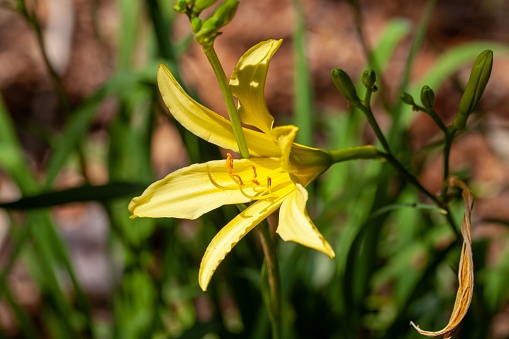 Flower of a citron daylily, Hemerocallis citrina