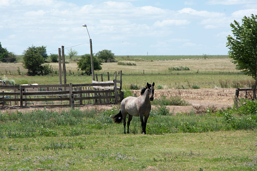 brown horse in a country landscape