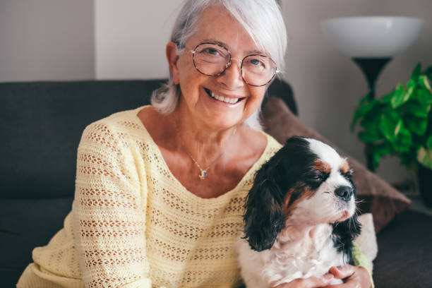 istock Smiling senior woman sitting on sofa at home while hugging her cavalier king charles spaniel dog. Elderly retired lady with her best friend looks into the camera 1588103308