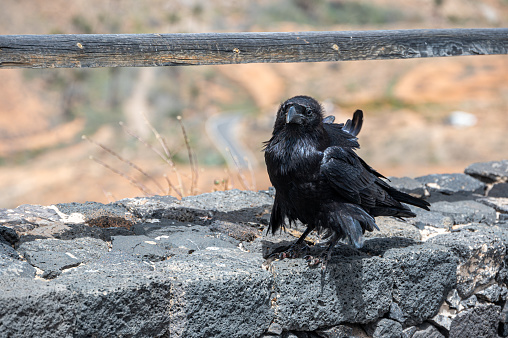 A common raven Corvus corax principalis with wings spread soaring above a desert canyon.  Panned action, defocused background.