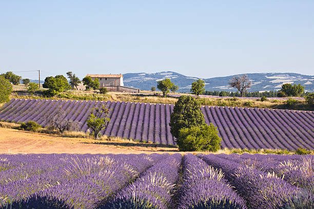 istock Lavender field and house 158810513