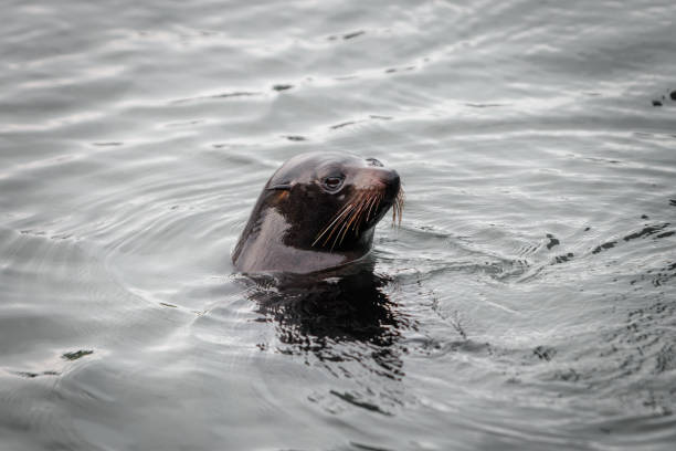 foca nadando con la cabeza sobre el agua - queen charlotte sound fotografías e imágenes de stock