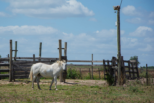 white horse in a country landscape