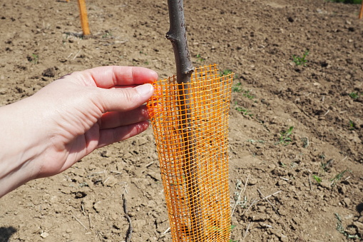 An fruit tree sapling is planted in garden soil in the spring. Tree planting season. Plowed fields on Fruska Gora Serbia. An orange protective net supports the trunk and keeps out insects. Woman hand