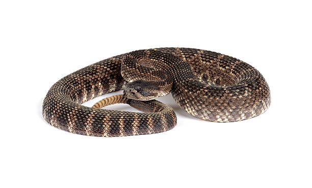 istock Southern Pacific Rattlesnake (Crotalus viridis helleri). 158813854
