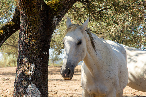 White horse under the shade of an oak tree on a hot summer morning.