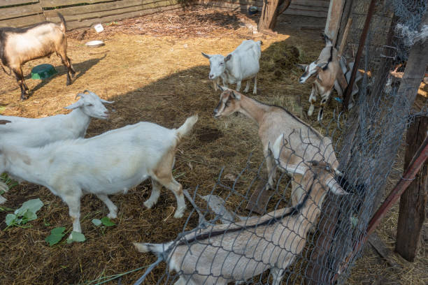istock Herd of goats in a summer open-air cage 1588143220