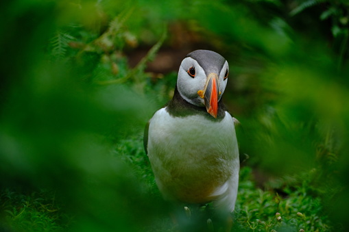 Puffins of Wales