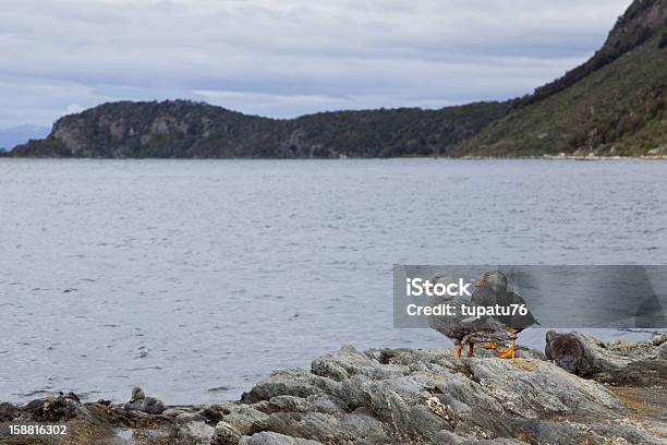 Foto de Patos Olhando Para A Baía Na Tierra Del Fuego e mais fotos de stock de América Latina - América Latina, América do Sul, Anatidae