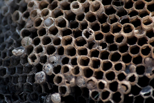 Detail of a wasp nest
