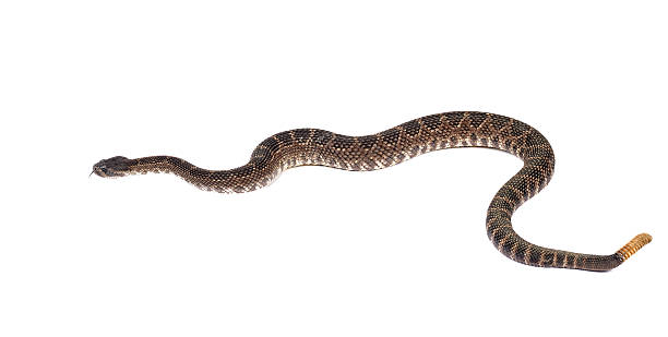 istock Southern Pacific Rattlesnake (Crotalus viridis helleri). 158816826