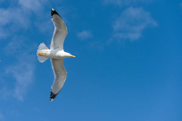 istock seagull white spread wings flying blue sky 1588172882