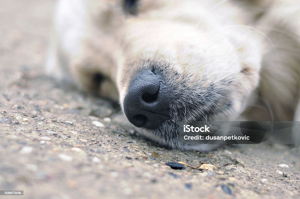 Cão a dormir - Royalty-free Animal Foto de stock