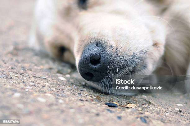 Cão A Dormir - Fotografias de stock e mais imagens de Animal - Animal, Ao Ar Livre, Cena de tranquilidade