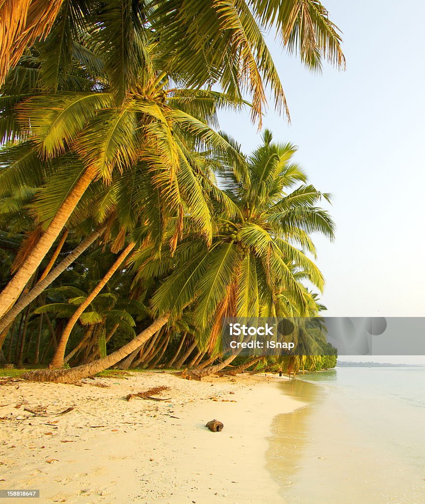 Paradis tropical - Photo de Arbre libre de droits