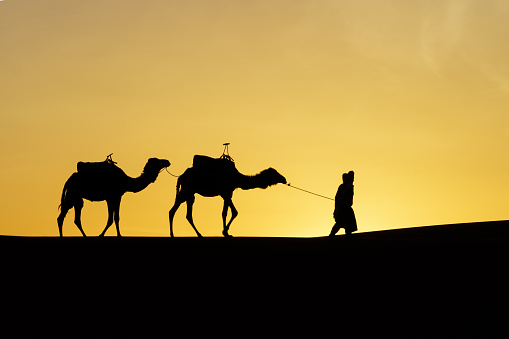 Sunrise silhouette of camels and handler, in the sand dunes of Merzouga, the Sahara Desert, Morocco