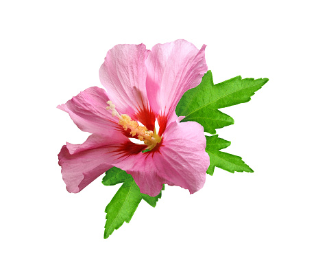 Pink hibiscus flower or rose mallow with leaves isolated on white background