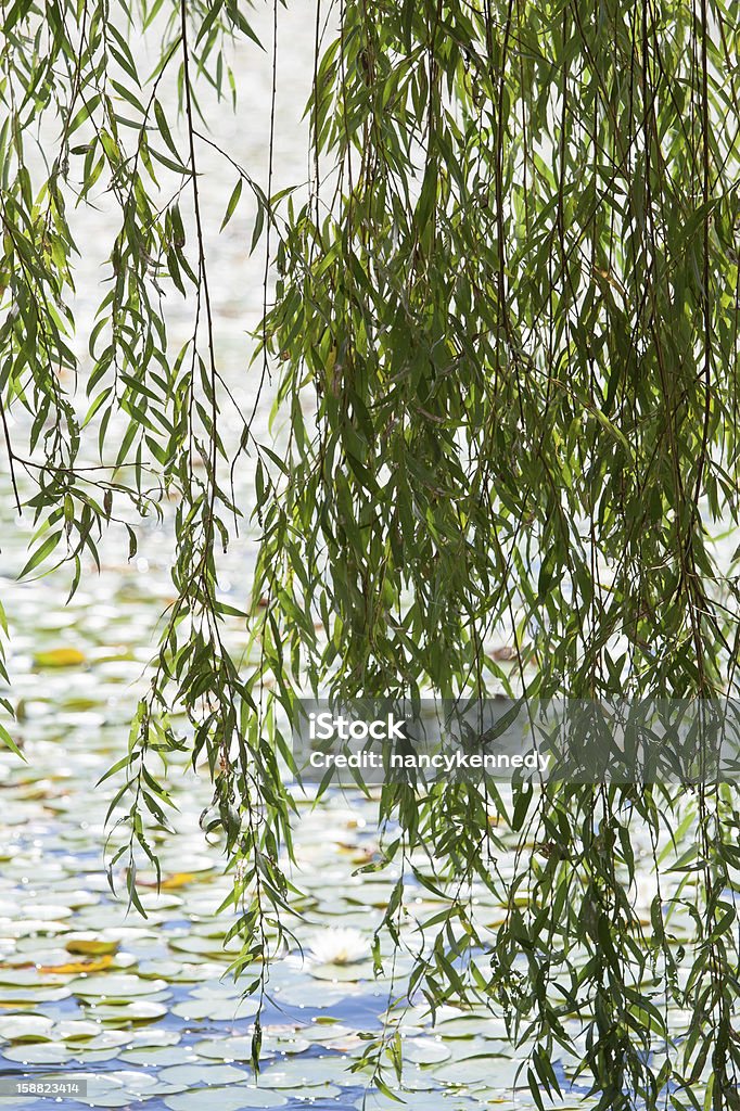 Willow - Photo de Branche - Partie d'une plante libre de droits