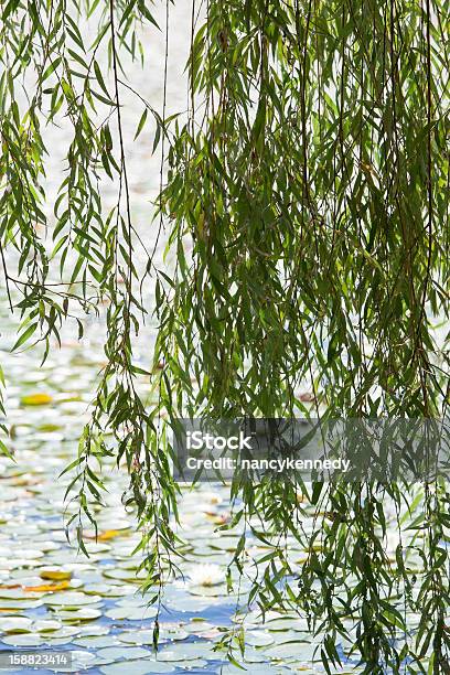 Willow - Fotografie stock e altre immagini di Ambientazione esterna - Ambientazione esterna, Composizione verticale, Estate