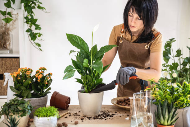 istock Female gardener adding soil in flowerpot with white peace lily 1588237446