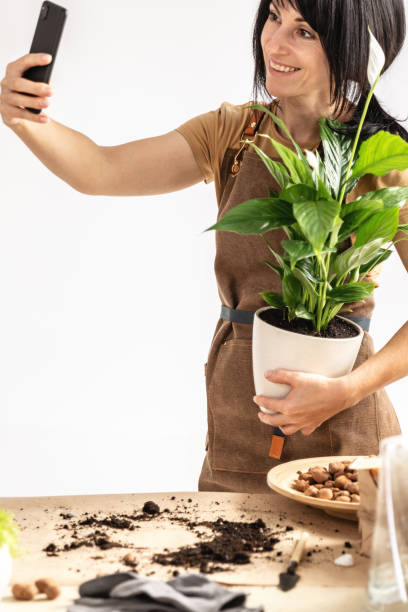 istock Female gardener using smartphone working at workshop transplantation houseplants 1588237836