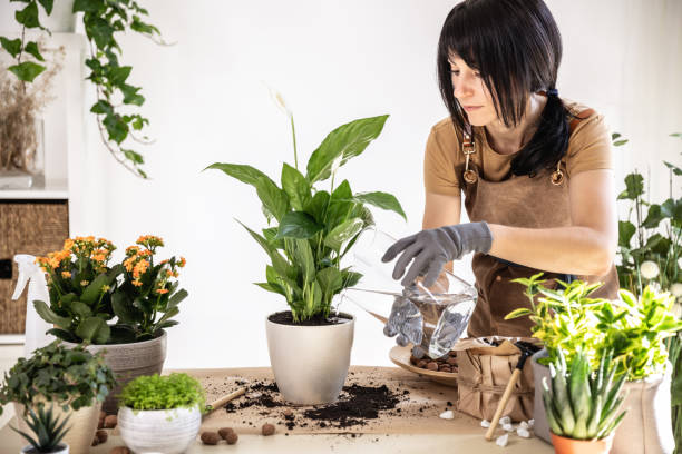 istock Female gardener watering plant while working at workshop 1588237837