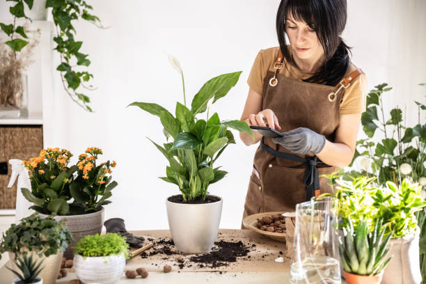 istock Female gardener using smartphone working at workshop transplantation houseplants 1588237840