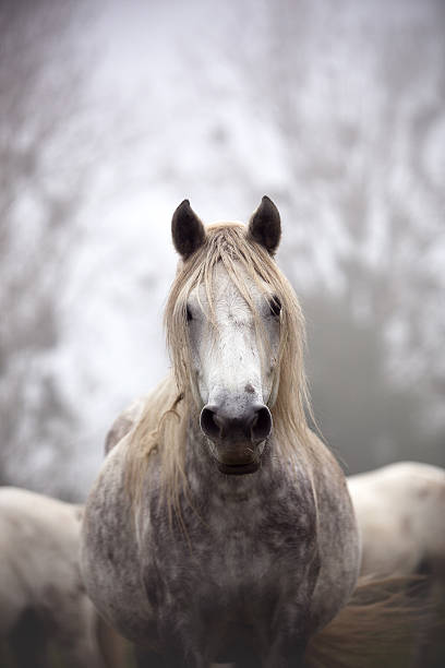 istock horse portrait 158823798