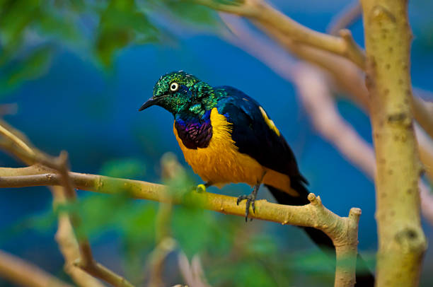 istock Golden-breasted Starling 158823833