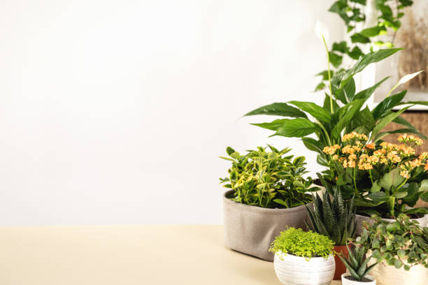 istock Scene with home green plants on table in room, copy space 1588238363