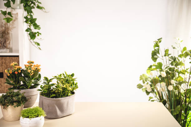 istock Scene with home green plants on table in room, copy space 1588238371