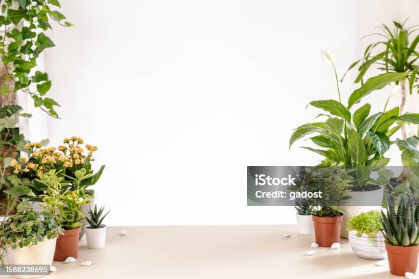 Scene With Home Green Plants On Table In Room Copy Space Stock Photo - Download Image Now