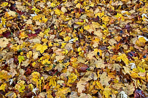 Hundreds of Autumn Leaves