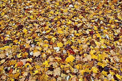 Colorful red and golden leaves in heart shape lies on land in autumn season. Heart of fallen autumn leaves with red berries are covered with white grains of hail. Top view