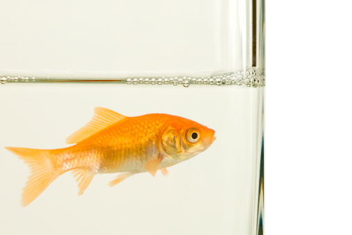 One goldfish fish in a glass isolated on a white background.