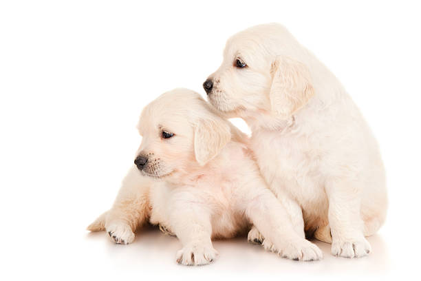 istock Two puppies golden retriever 158825050