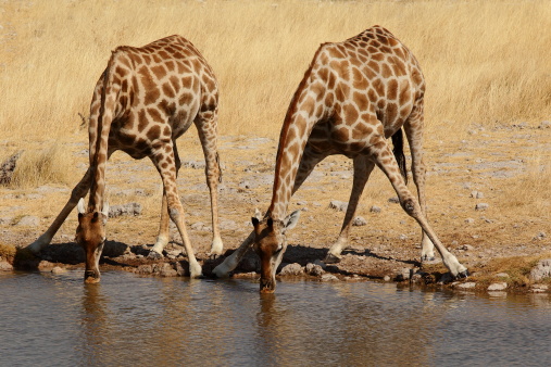 Two drinking giraffes in Etosha, namibia