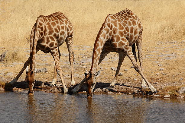 beber as girafas - giraffe namibia africa animal imagens e fotografias de stock