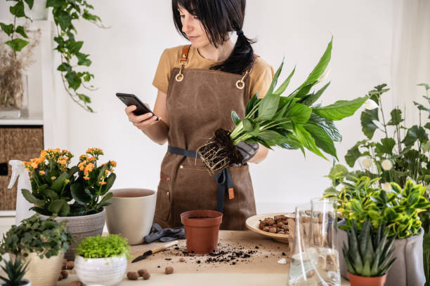 istock Female gardener using smartphone working at workshop transplantation houseplants 1588262999