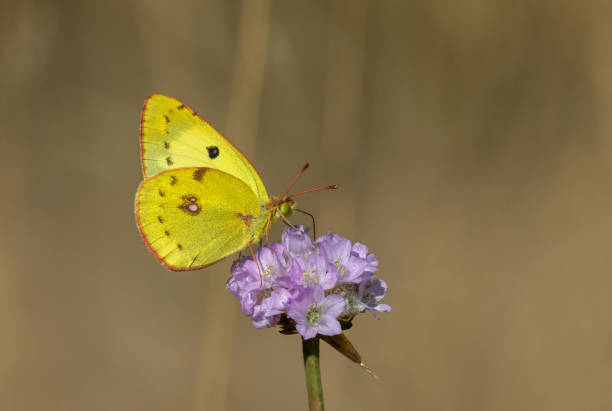 Colias croceus, clouded yellow Close shot of a Colias croceus, clouded yellow feeding on the nectar of Armeria maritima the sea pink. butterfly colias hyale stock pictures, royalty-free photos & images