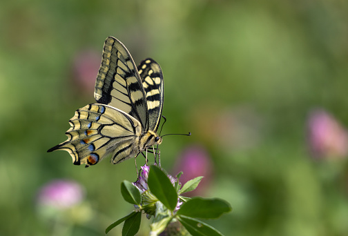 Euchloe ausonia in spring