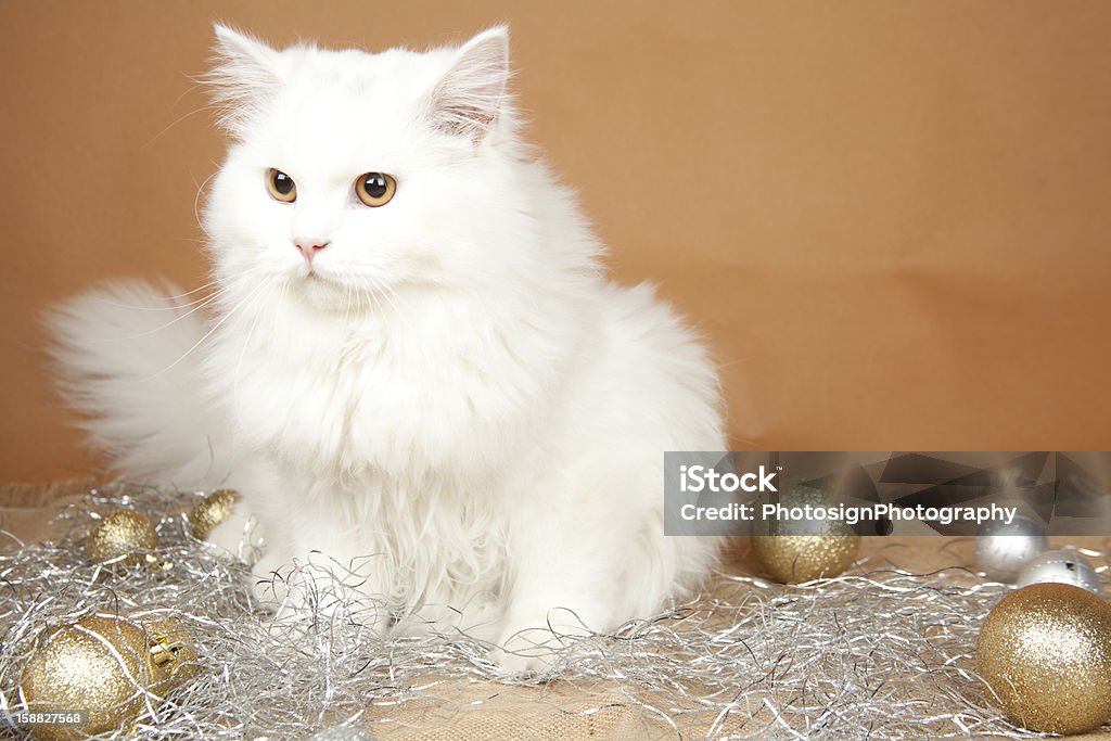 Британский Длинношёрстная кошка на Цветной фон - Стоковые фото British Longhair роялти-фри