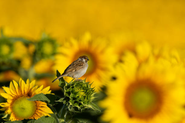 eurasian tree sparrow (passer montanus) - sunflower side view yellow flower imagens e fotografias de stock